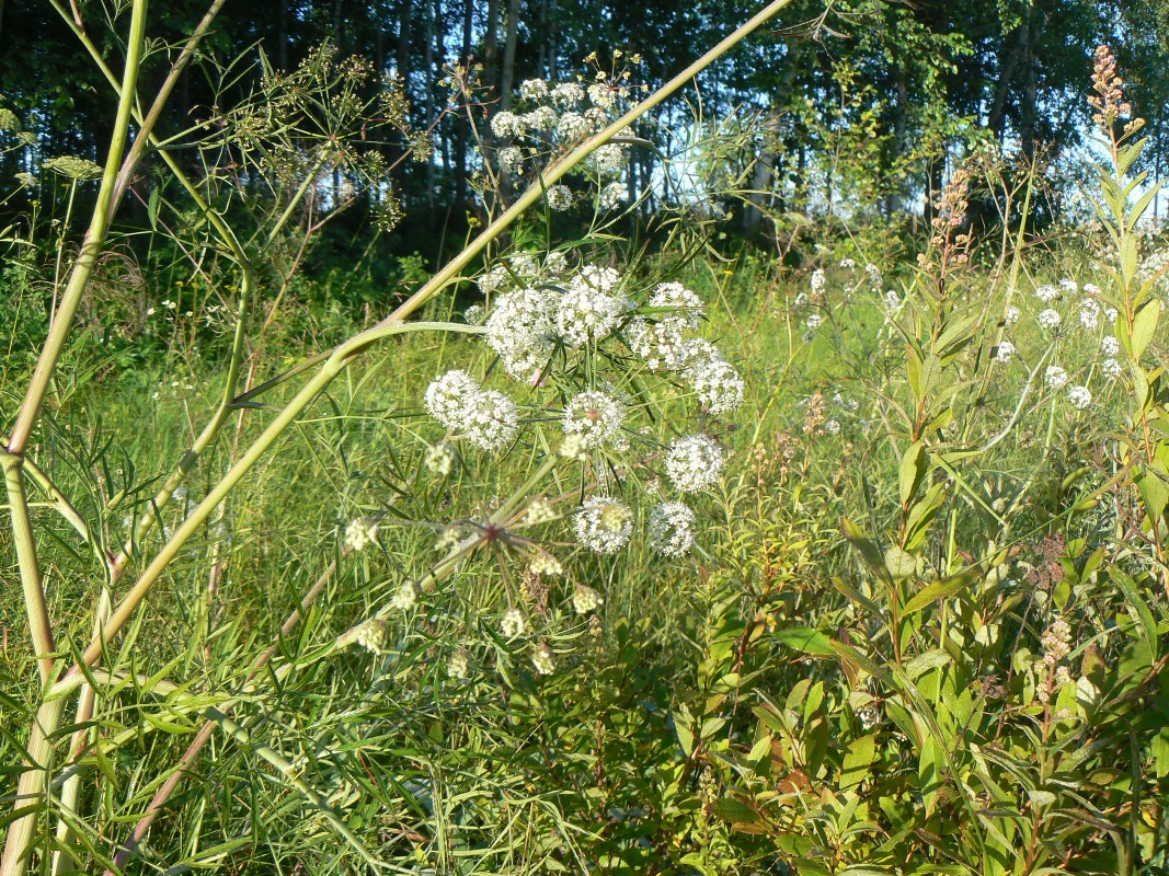 Image of Cicuta virosa specimen.