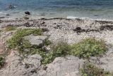 Crithmum maritimum. Цветущие и плодоносящие растения. Крым, Севастополь, бух. Казачья, каменистый берег моря. 22.08.2021.