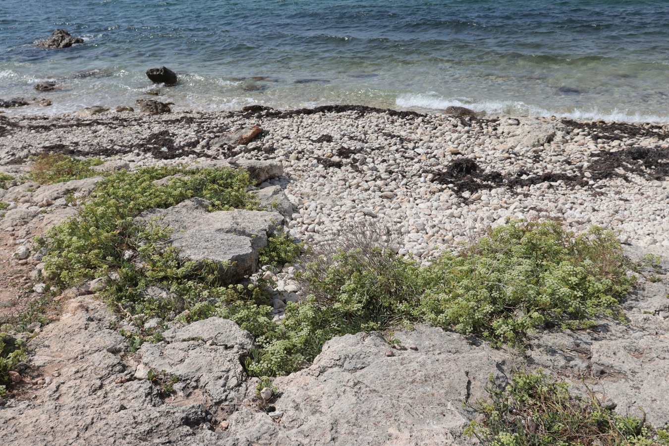 Image of Crithmum maritimum specimen.