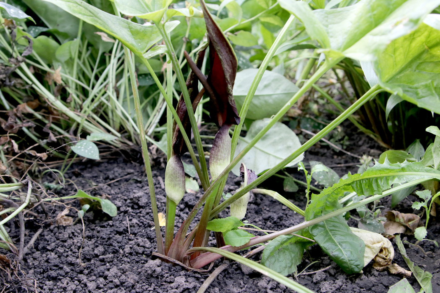 Изображение особи Arum elongatum.