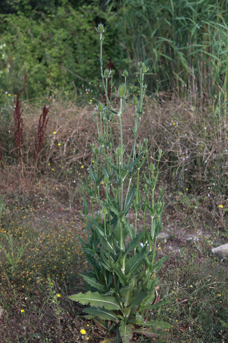 Изображение особи Dipsacus laciniatus.