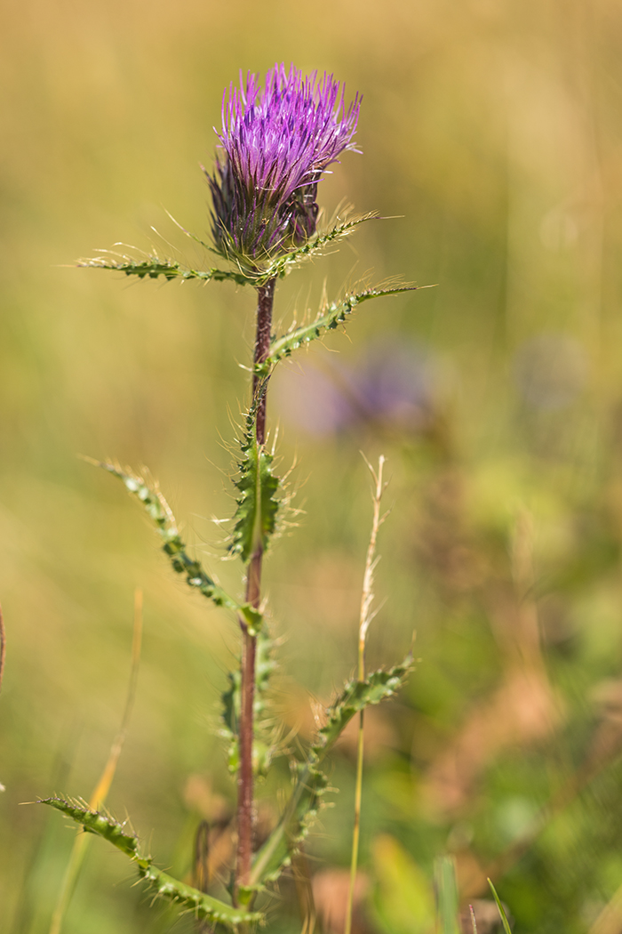 Изображение особи Cirsium simplex.