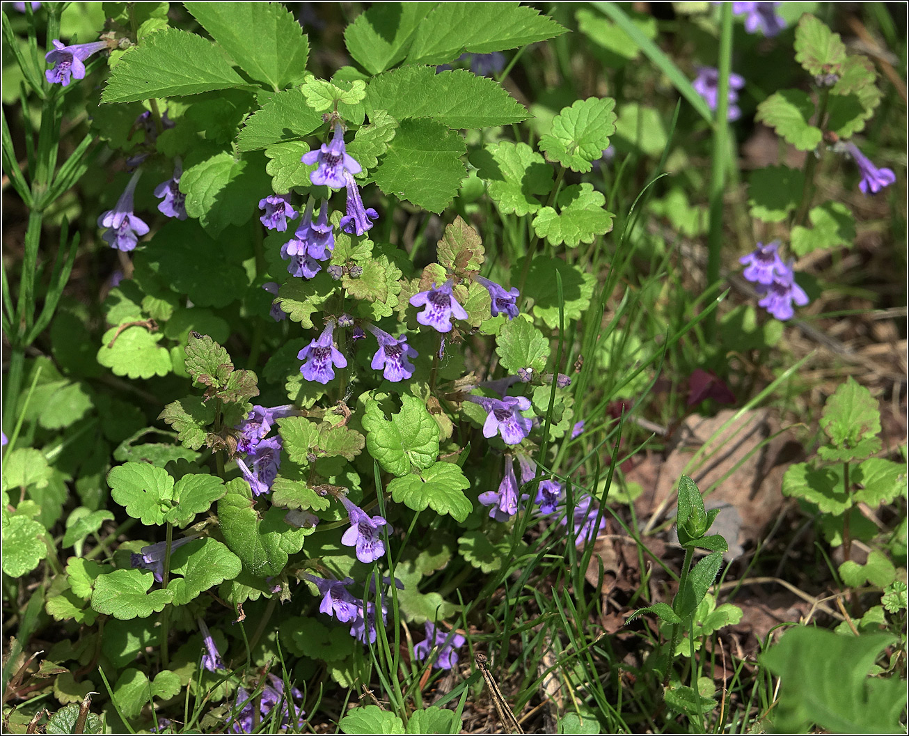 Изображение особи Glechoma hederacea.