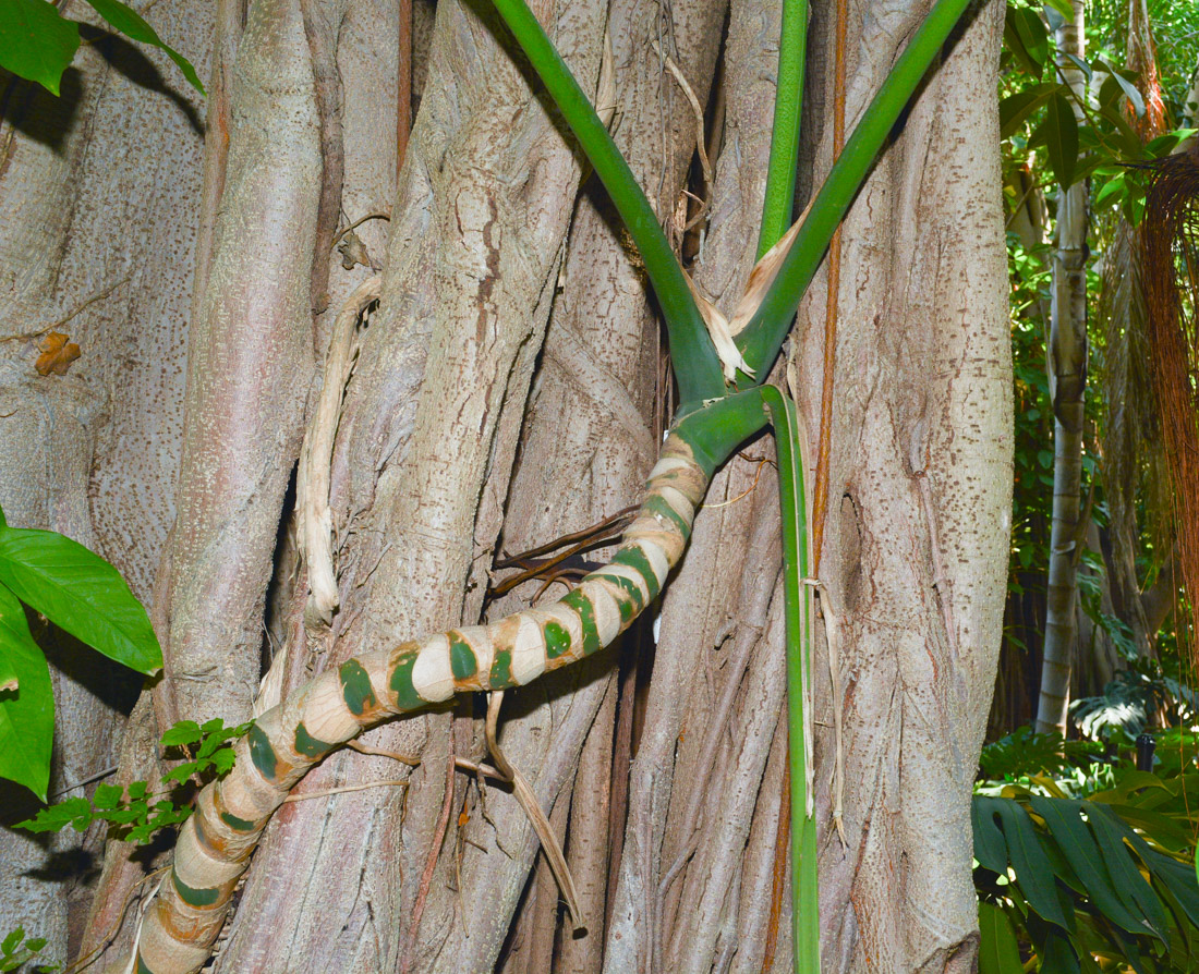 Image of Monstera deliciosa specimen.