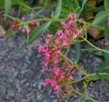 Centranthus ruber