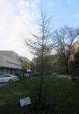 Larix sibirica. Дерево в начале вегетации. Москва, Лефортово, территория МТУСИ, в культуре. 22.04.2021.