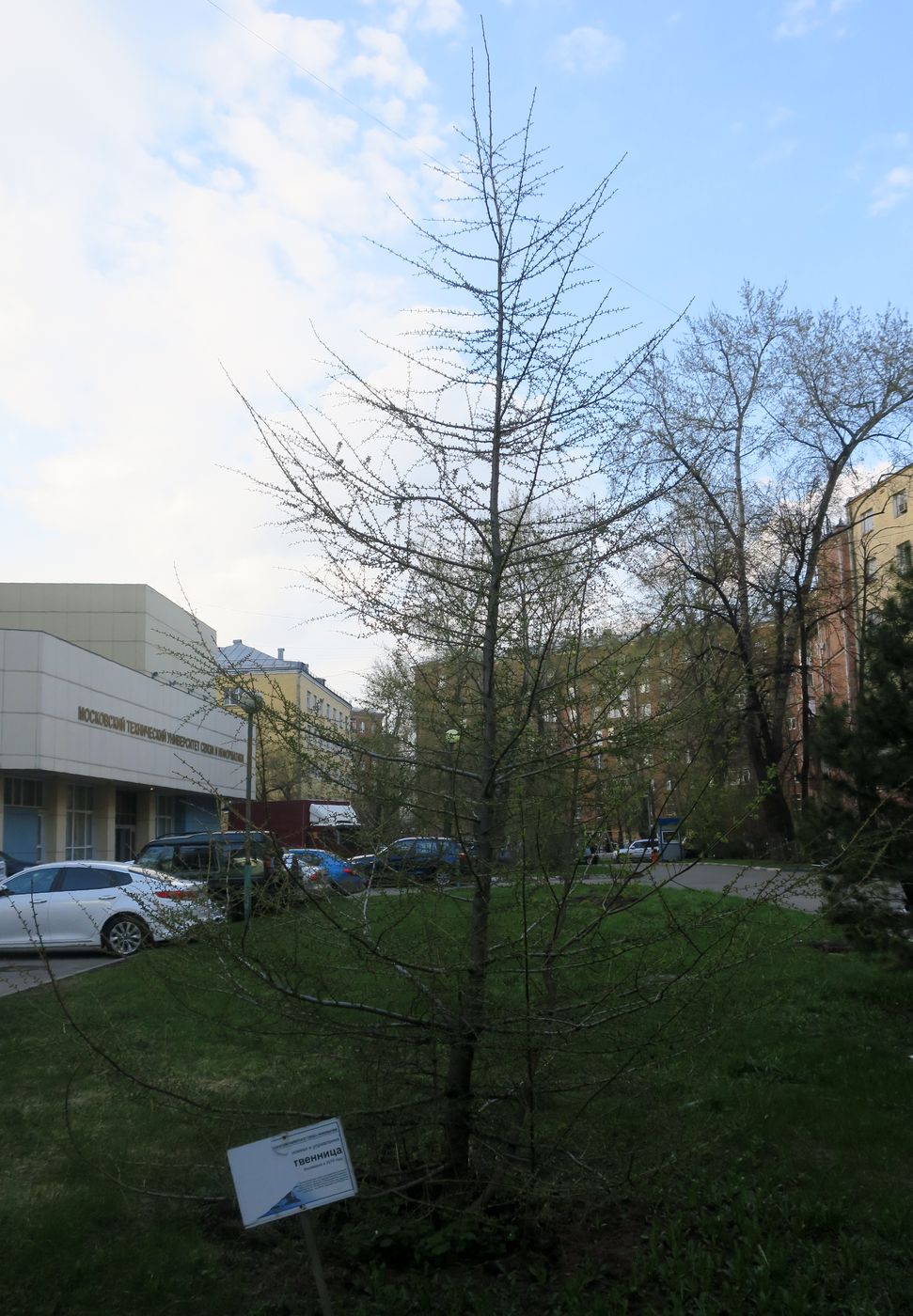 Image of Larix sibirica specimen.