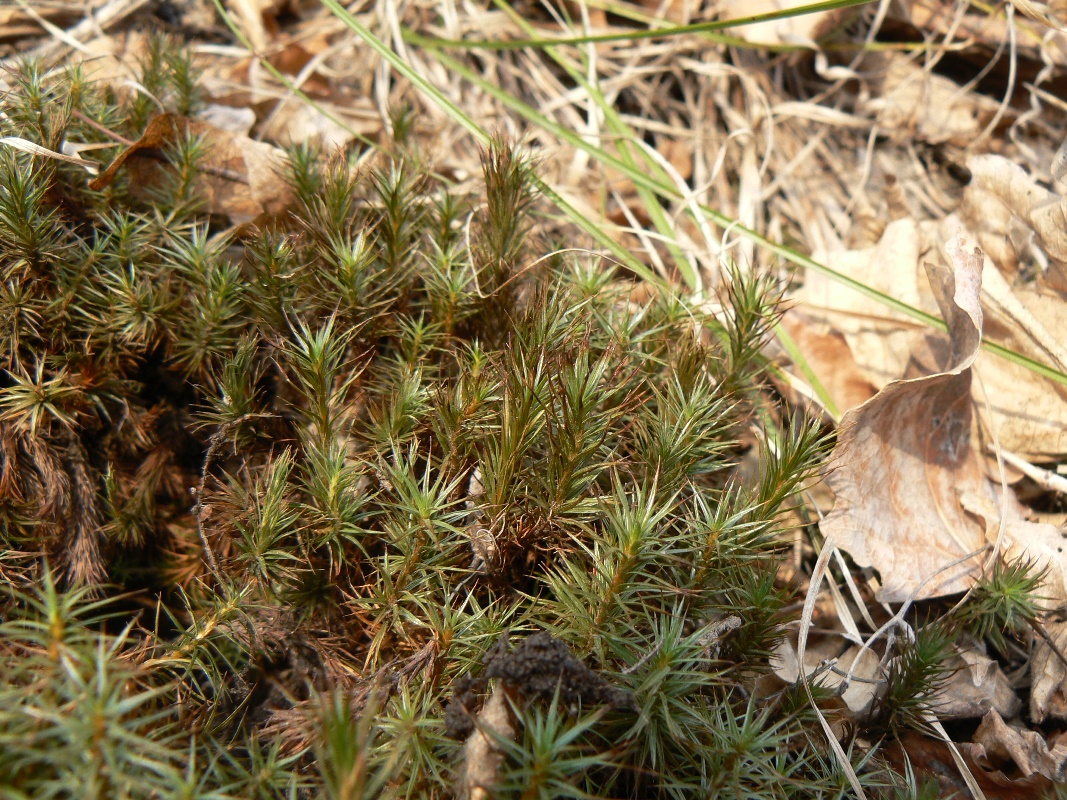 Image of Polytrichum juniperinum specimen.