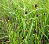 Equisetum fluviatile. Верхушки побегов со стробилами. Магаданская обл., г. Магадан, нижнее течение р. Магаданка, заболоченный участок. 06.07.2014.