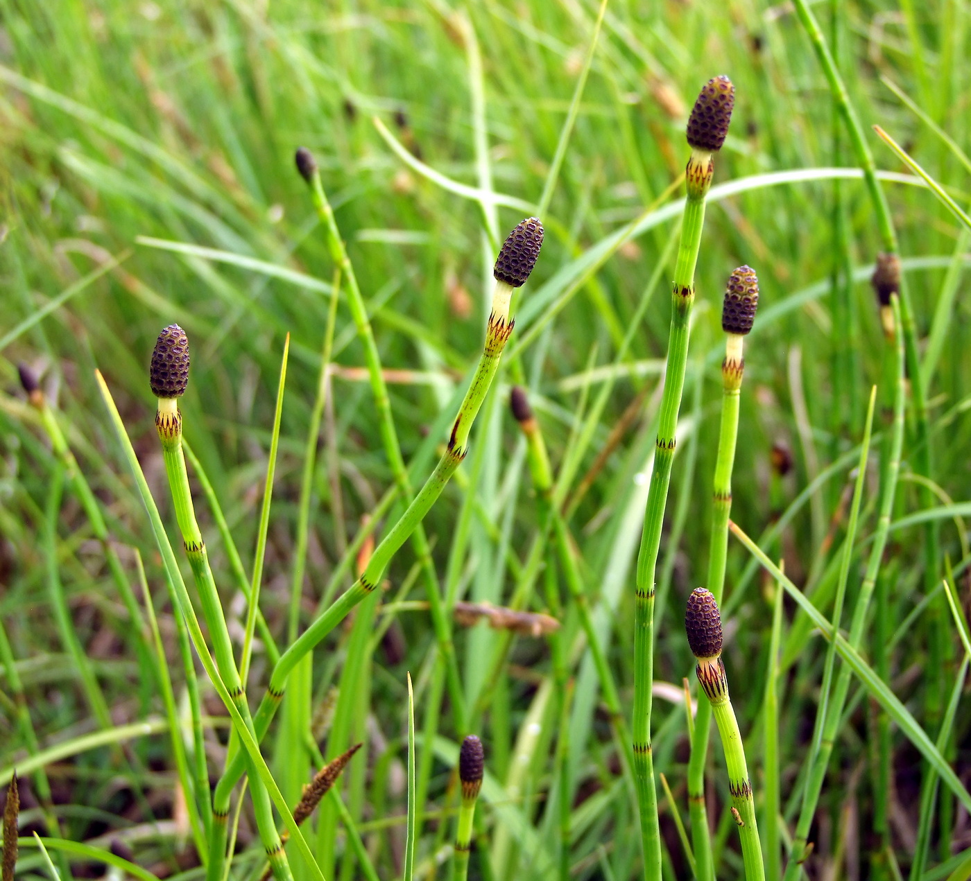 Изображение особи Equisetum fluviatile.