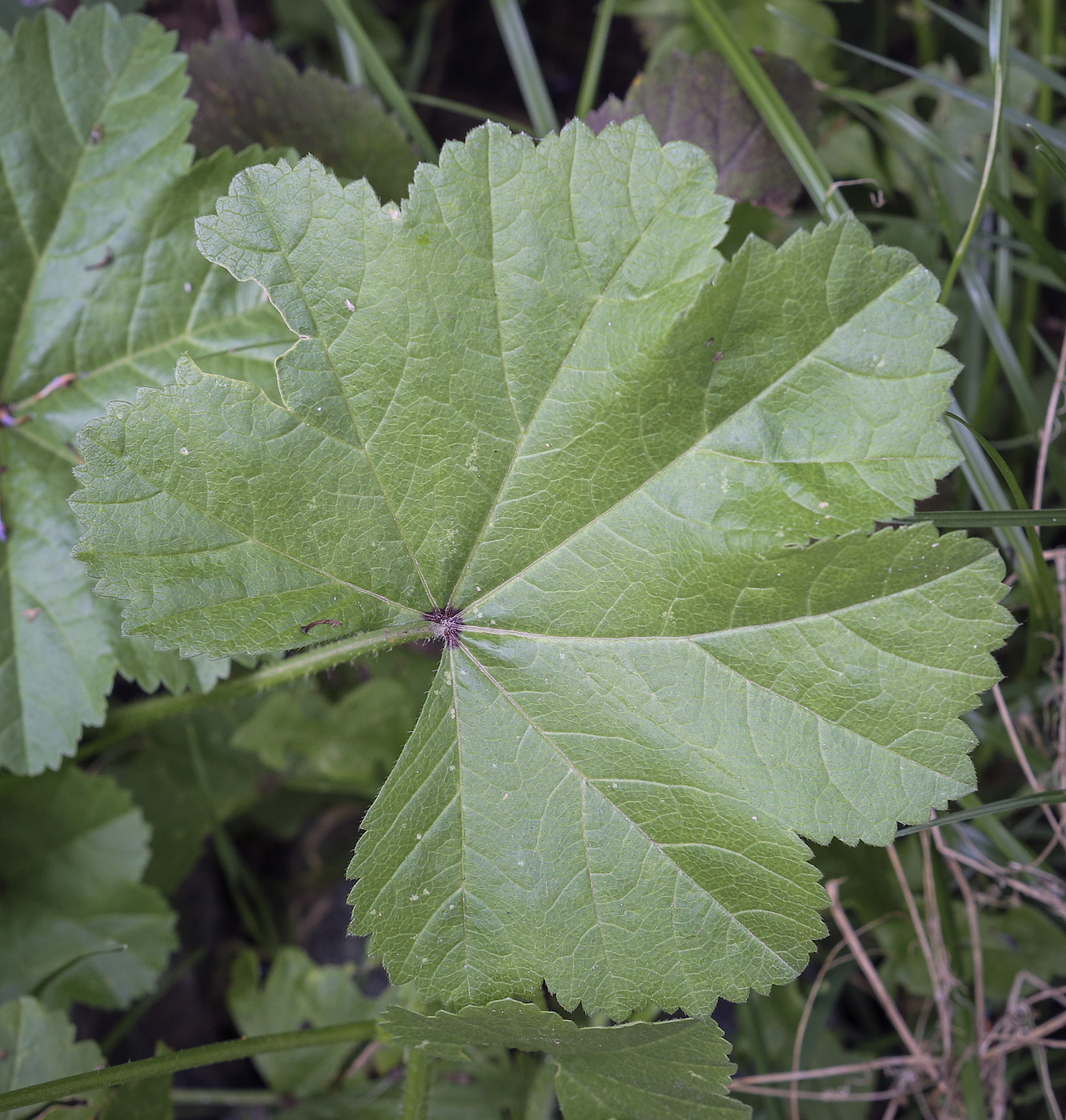 Image of Malva mauritiana specimen.