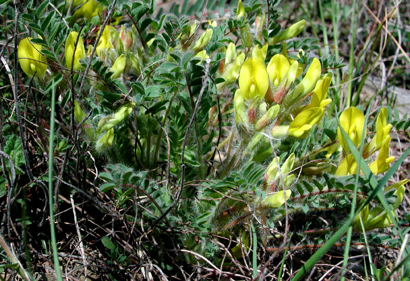 Изображение особи Astragalus utriger.