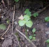 Podophyllum peltatum