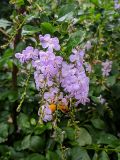 Duranta erecta