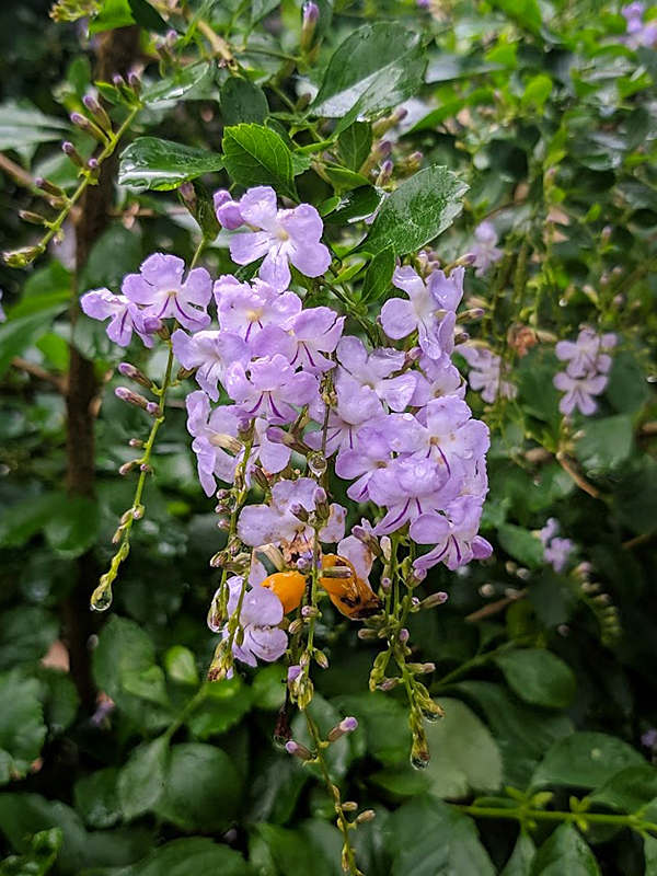 Image of Duranta erecta specimen.