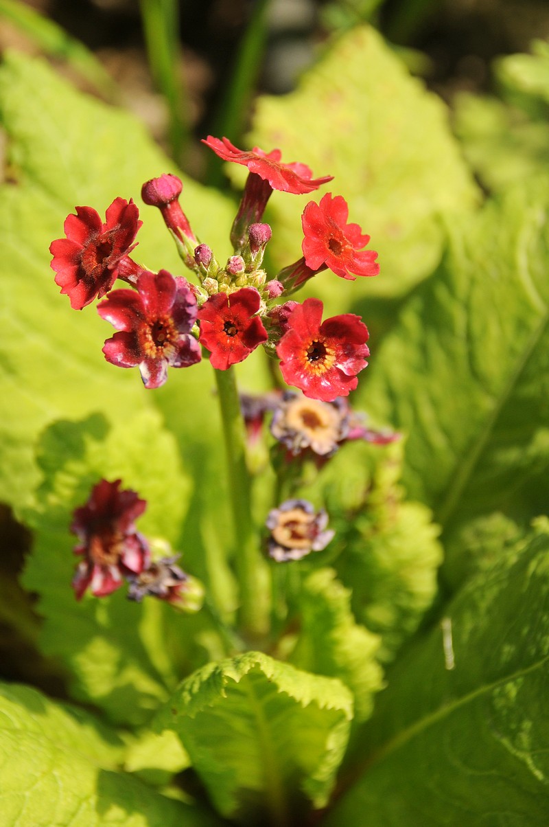 Изображение особи Primula japonica.