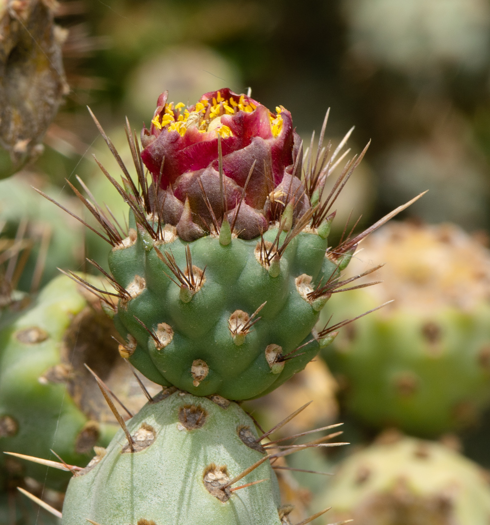 Изображение особи Cylindropuntia cholla.