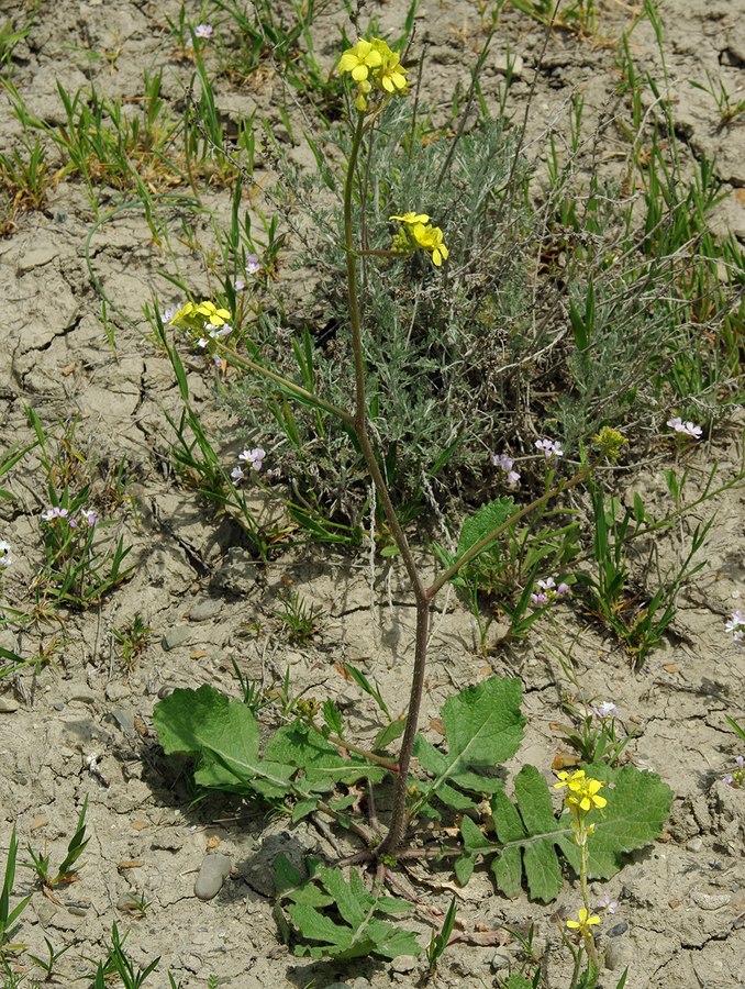 Image of Sinapis arvensis specimen.