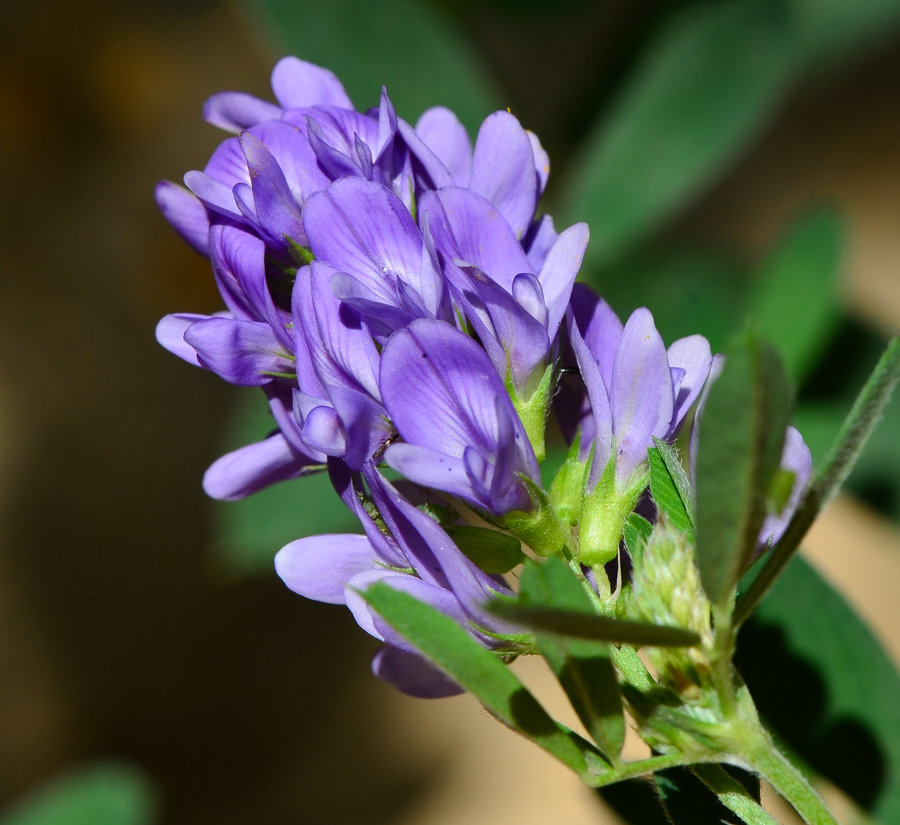 Image of Medicago sativa specimen.