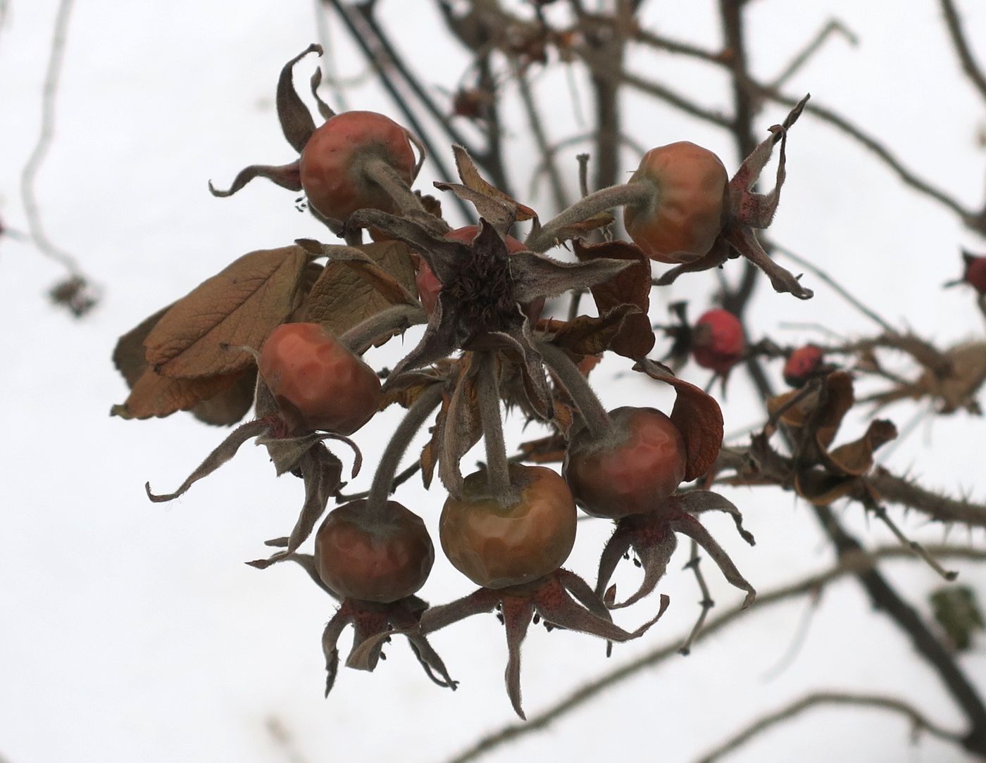 Image of Rosa rugosa specimen.