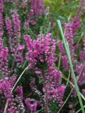 Calluna vulgaris. Верхушка ветви цветущего растения. Санкт-Петербург, Ботанический сад БИН РАН, в культуре. 24.09.2015.