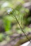 Arabis nordmanniana