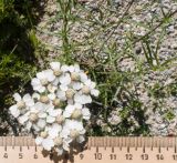 Achillea ptarmicifolia