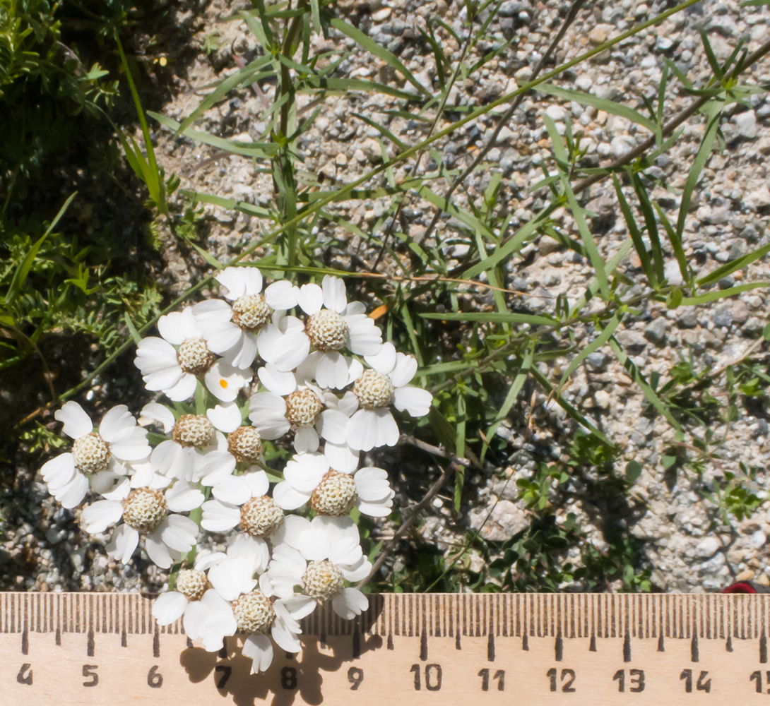 Image of Achillea ptarmicifolia specimen.