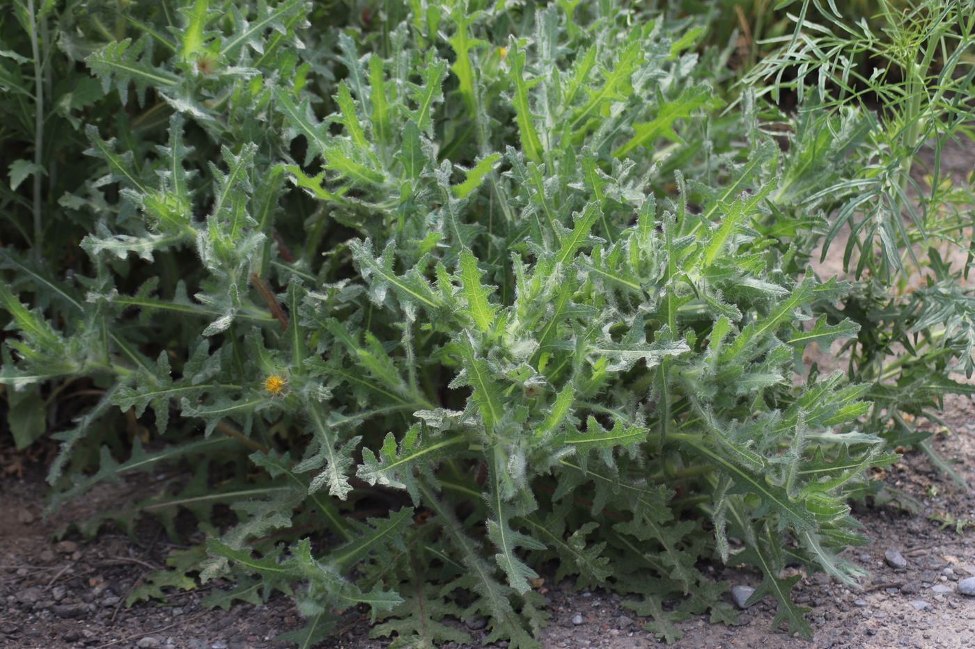 Изображение особи Centaurea benedicta.