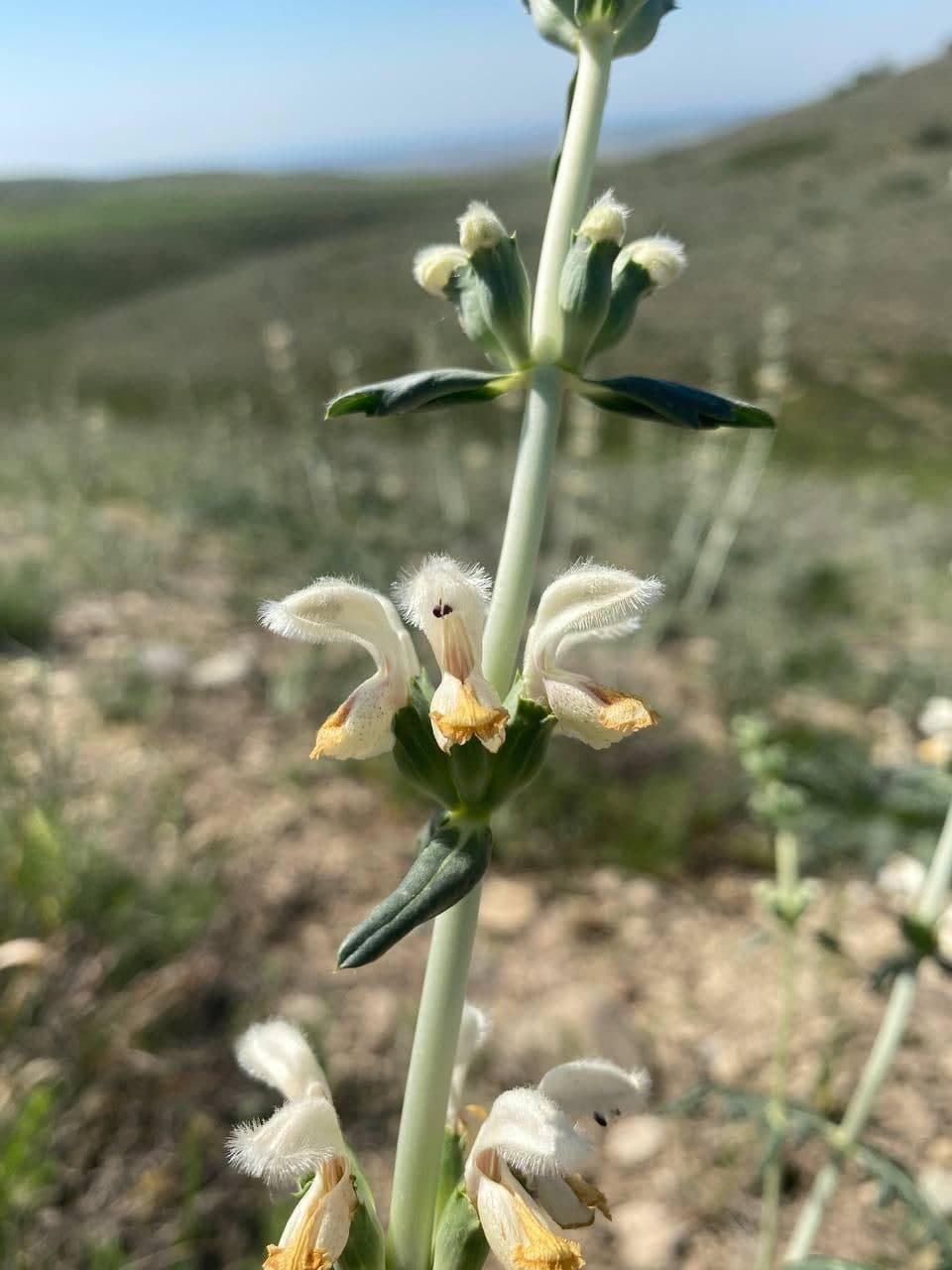 Изображение особи Phlomoides nuda.