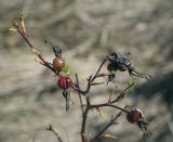 Rosa glabrifolia