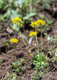 Draba hispida