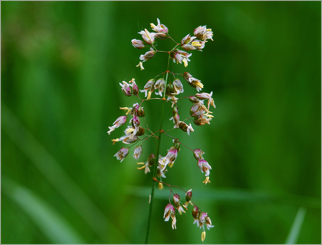 Image of Hierochloe odorata specimen.