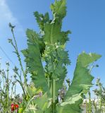 Papaver somniferum