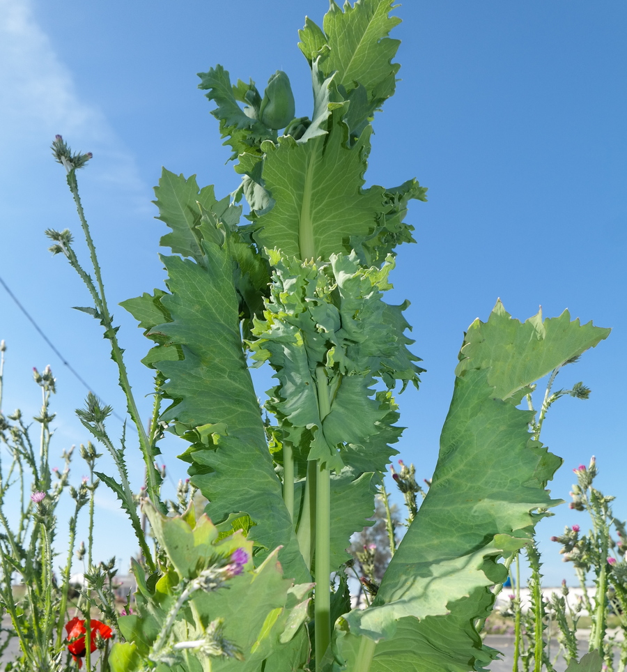 Изображение особи Papaver somniferum.