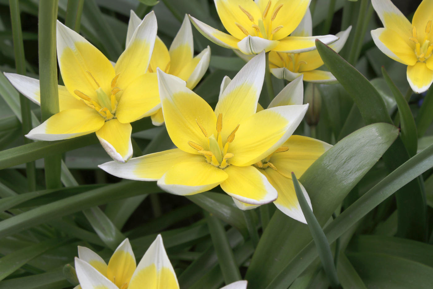 Изображение особи Tulipa tarda.