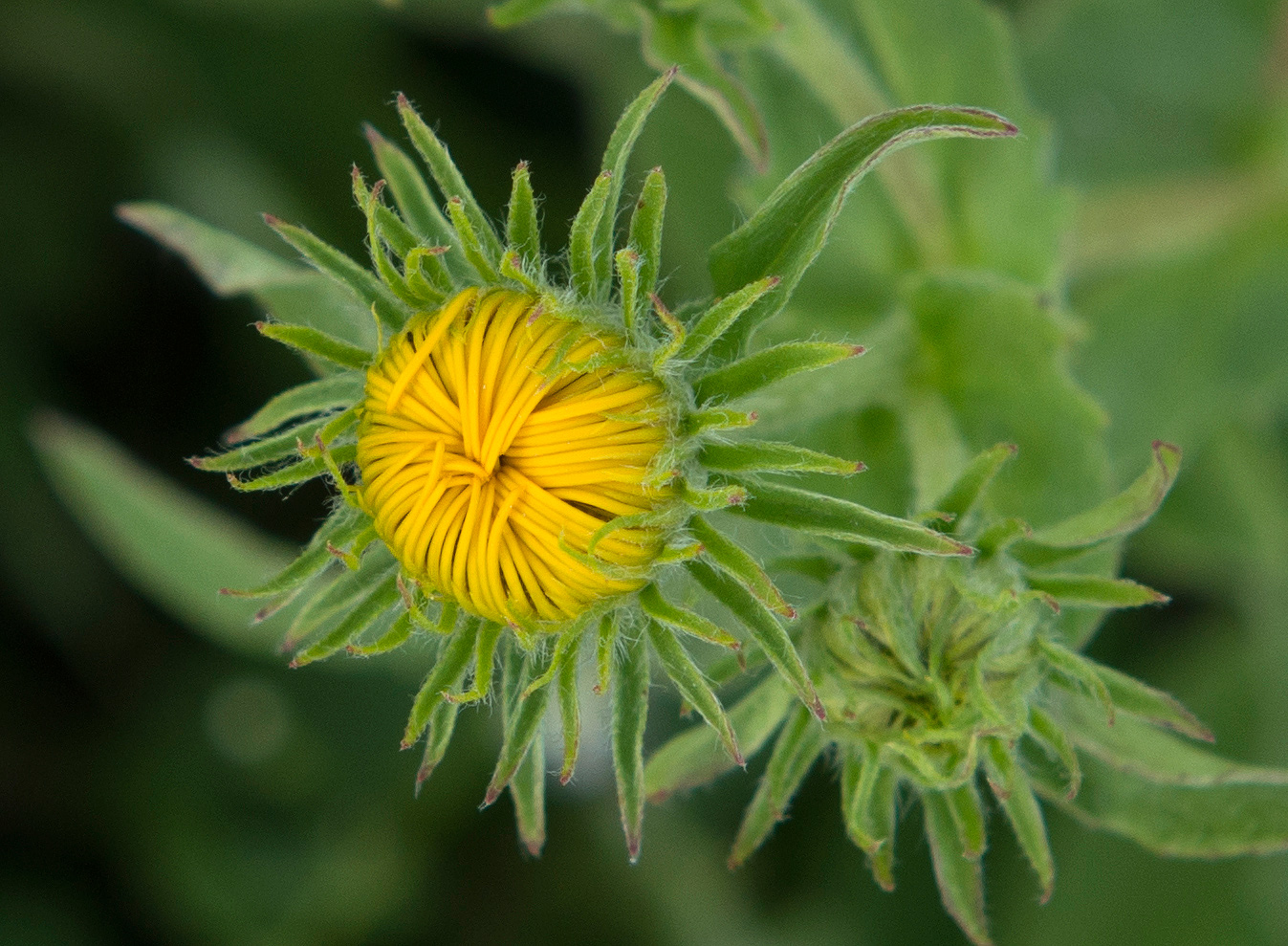 Изображение особи Inula britannica.