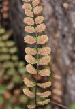 Asplenium trichomanes