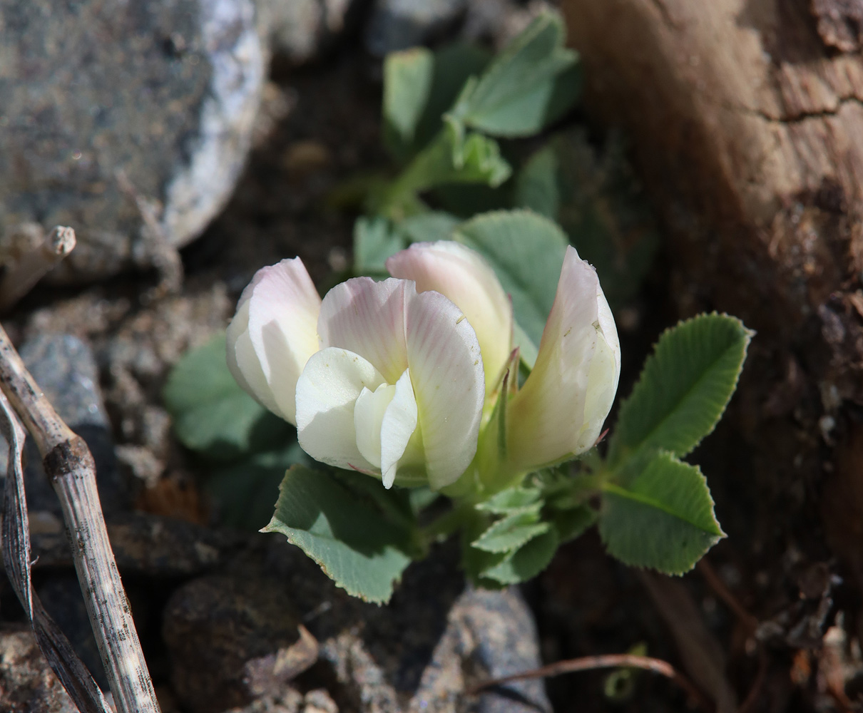 Изображение особи Trifolium eximium.