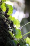 Hymenophyllum nephrophyllum. Вайи. Новая Зеландия, Северный остров, регион Нортленд, национальный парк \"Waipoua\". 18.12.2013.