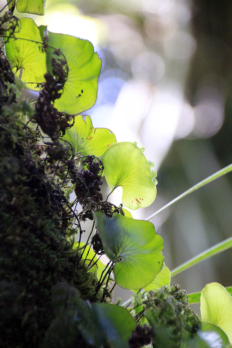 Изображение особи Hymenophyllum nephrophyllum.