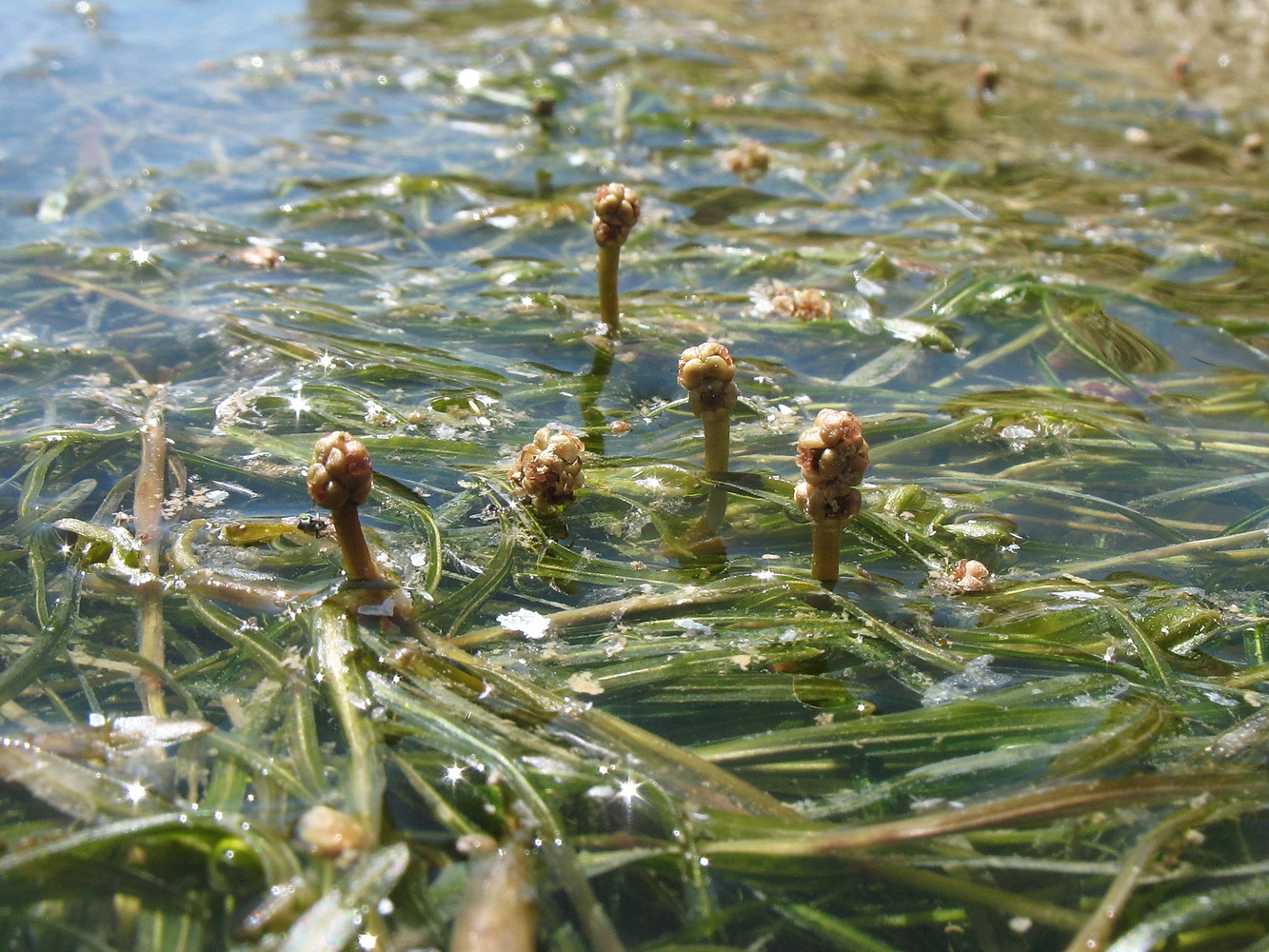 Image of Potamogeton obtusifolius specimen.