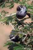 Vachellia drepanolobium. Побеги с шипами-муравейниками. Кения, провинция Рифт-Валли, округ Накуру Каунти, национальный парк \"Lake Nakuru \". 30.01.2013.