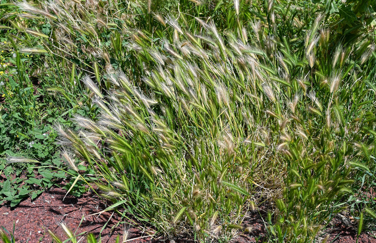 Image of Hordeum murinum specimen.