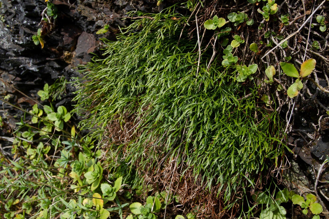 Image of Asplenium septentrionale specimen.