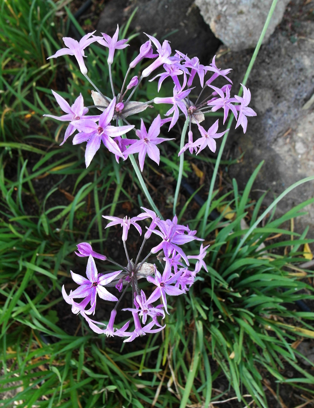 Изображение особи Tulbaghia violacea.