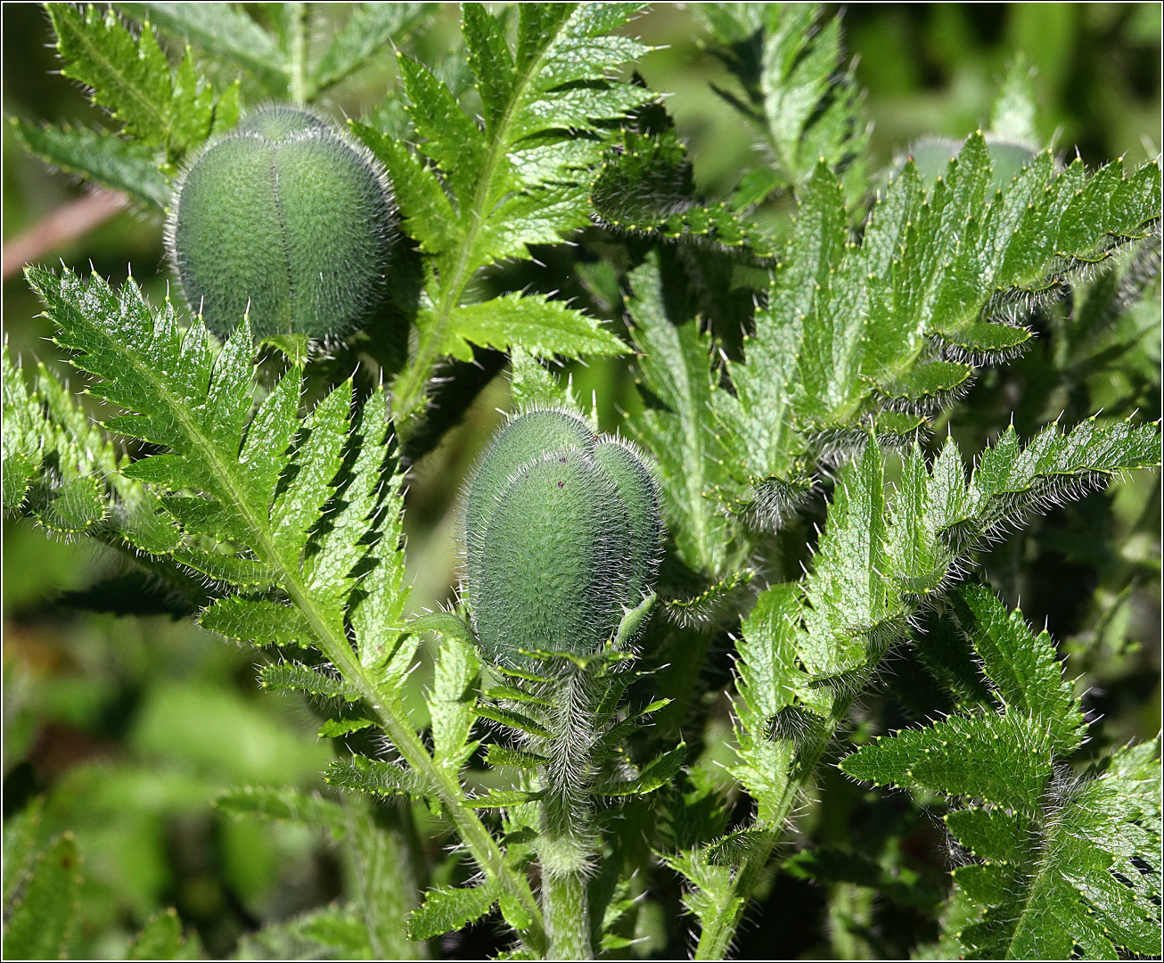 Изображение особи Papaver setiferum.