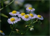 Erigeron подвид lilacinus