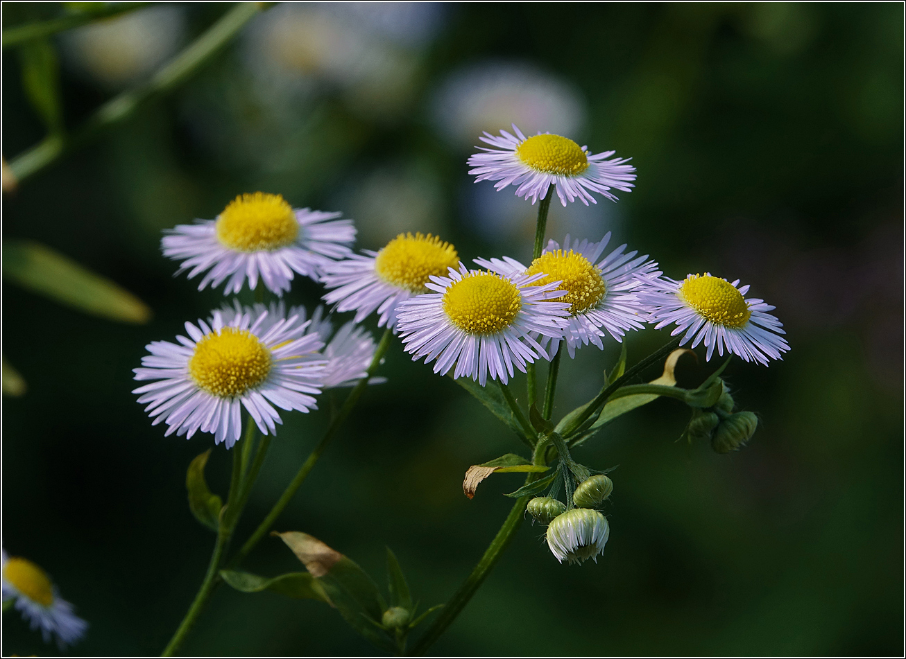 Image of Erigeron annuus ssp. lilacinus specimen.