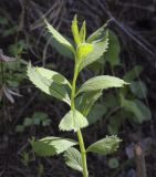 Scrophularia nodosa. Верхушка вегетирующего растения. Пермский край, Кунгурский р-н, правый берег р. Сылва, ур. Камень Ермак, берёзово-сосновый лес, опушка. 04.06.2022.